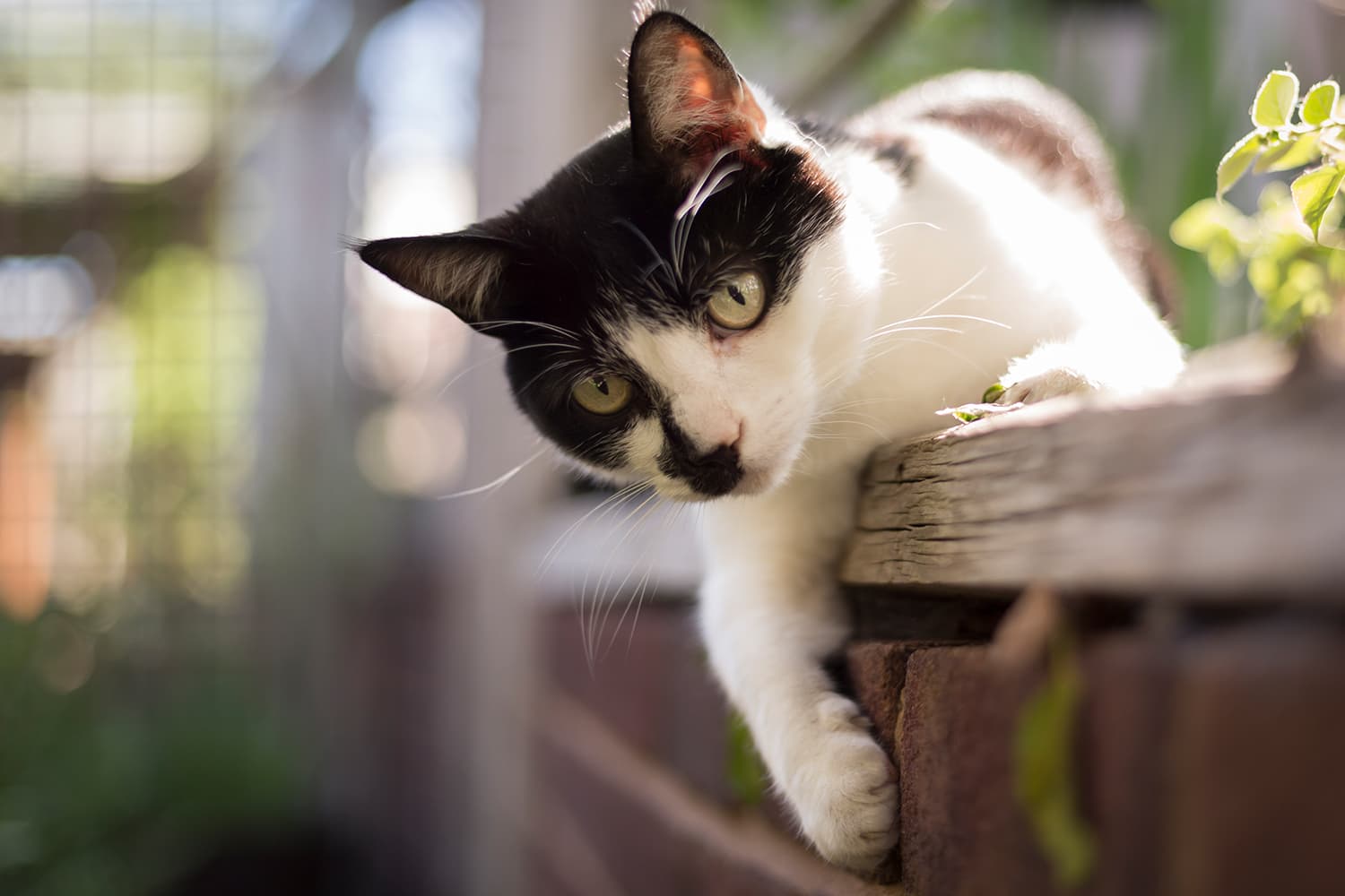 Katzengehege
