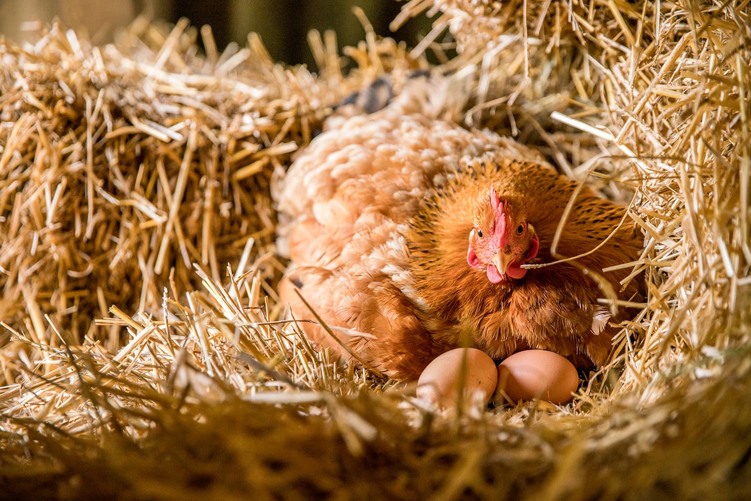 Henne beim Brüten Sichere Haltung von Hühnern im Gehege