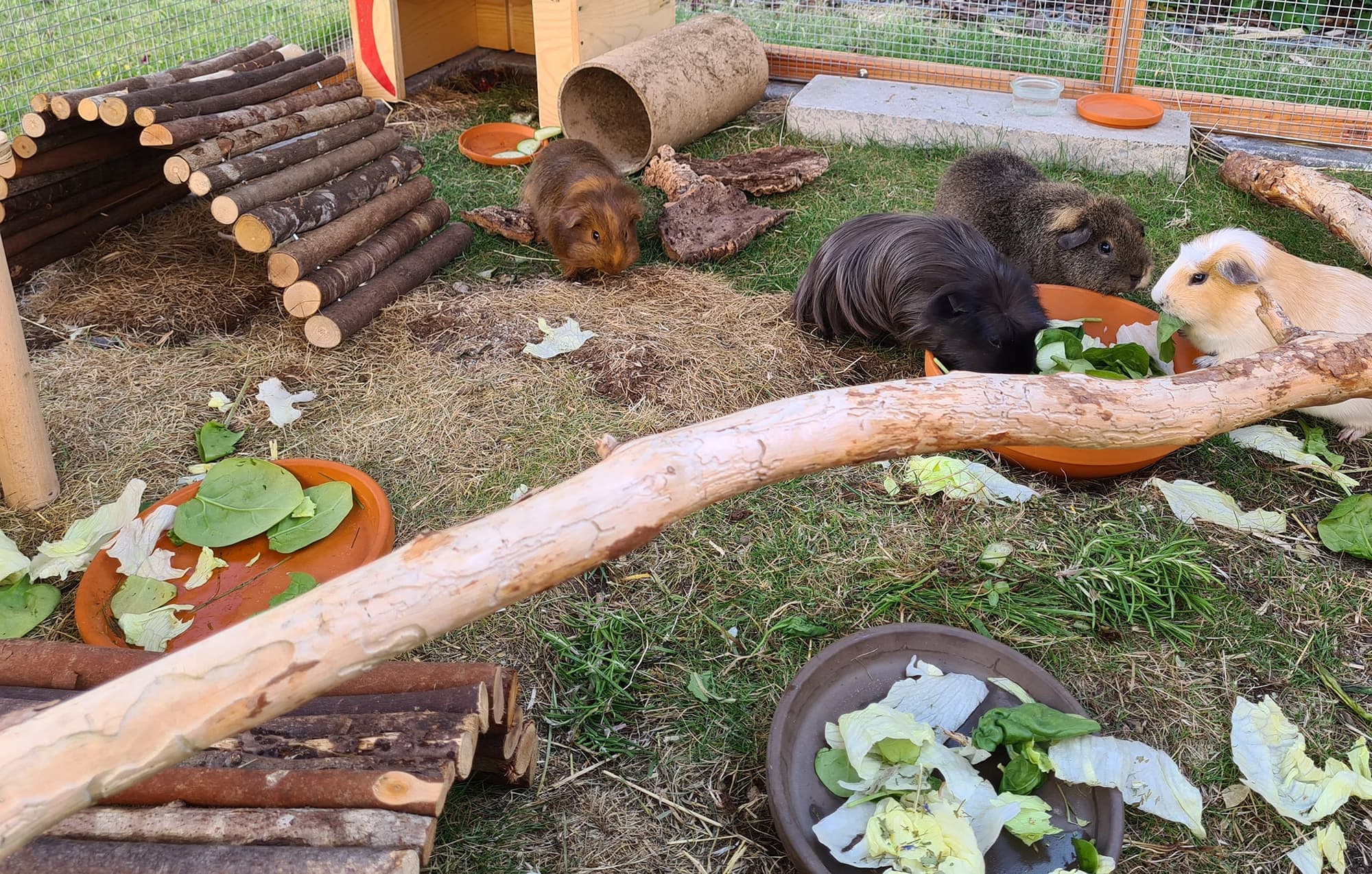 Meerschweinchengehege
