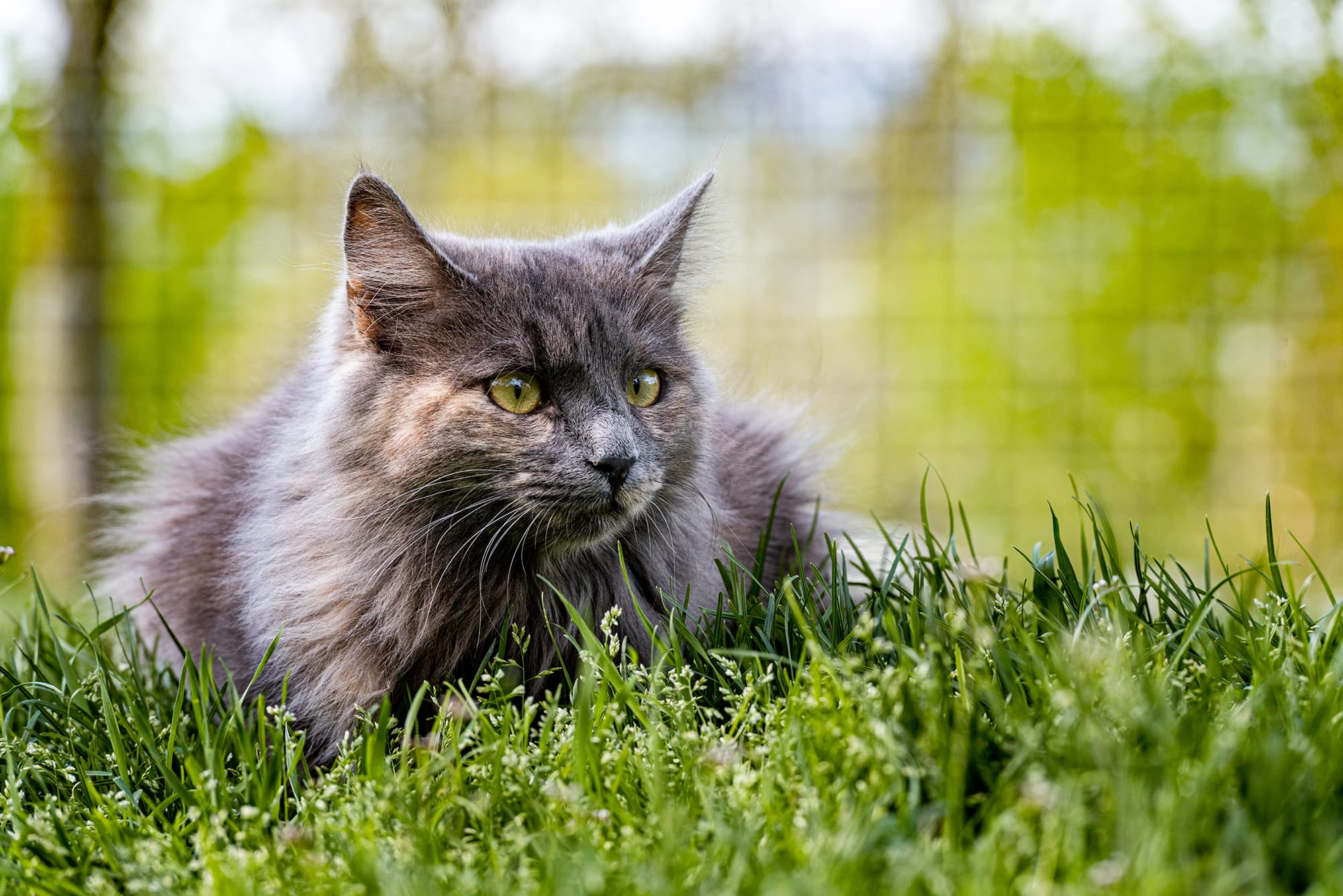 Sichere Haltung von Katzen im Gehege